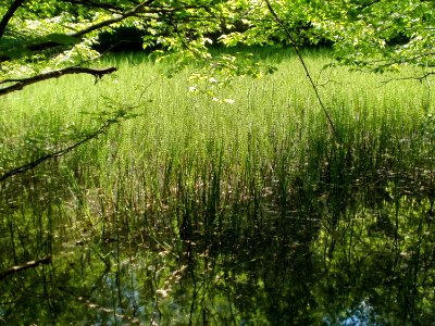 20110503Steinbachtal_Saarbruecken1