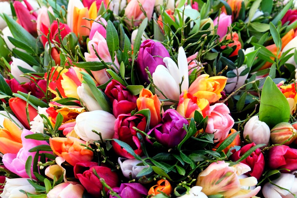 Bloom colorful spring flowers