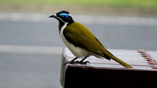 Bird honeyeater australia