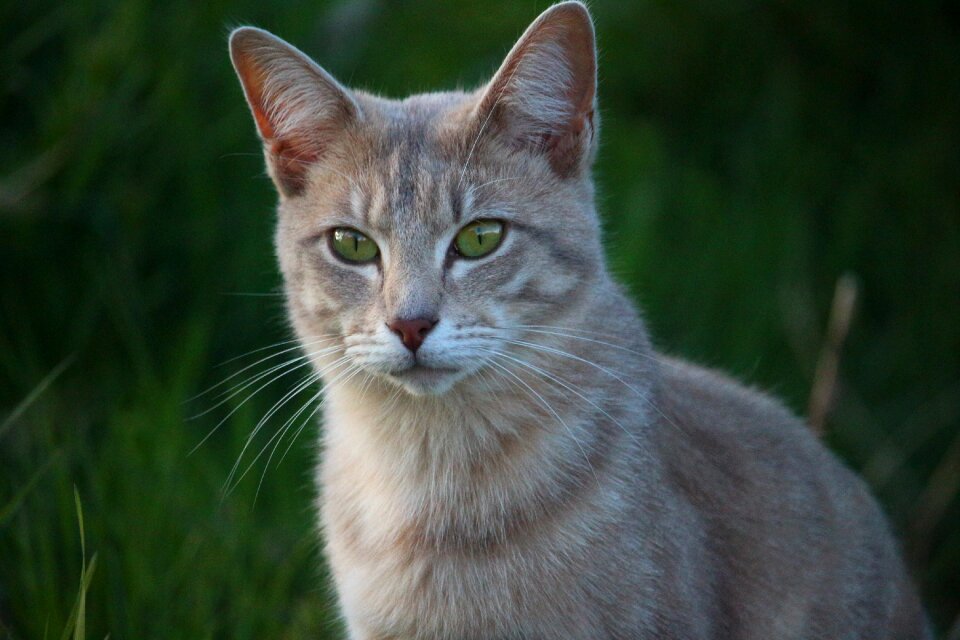 Breed cat mackerel cat's eyes