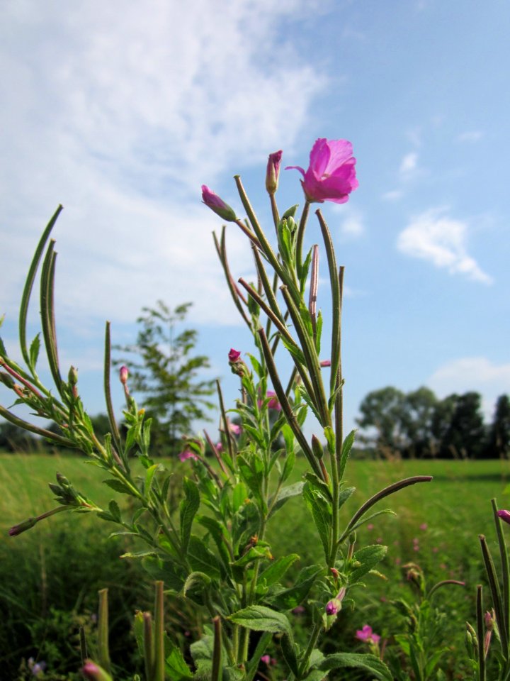 20130725Weidenroeschen_Hockenheim2