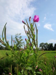20130725Weidenroeschen_Hockenheim2