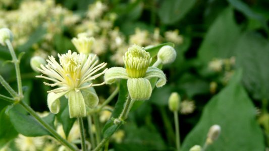 20130722Clematis_vitalba1