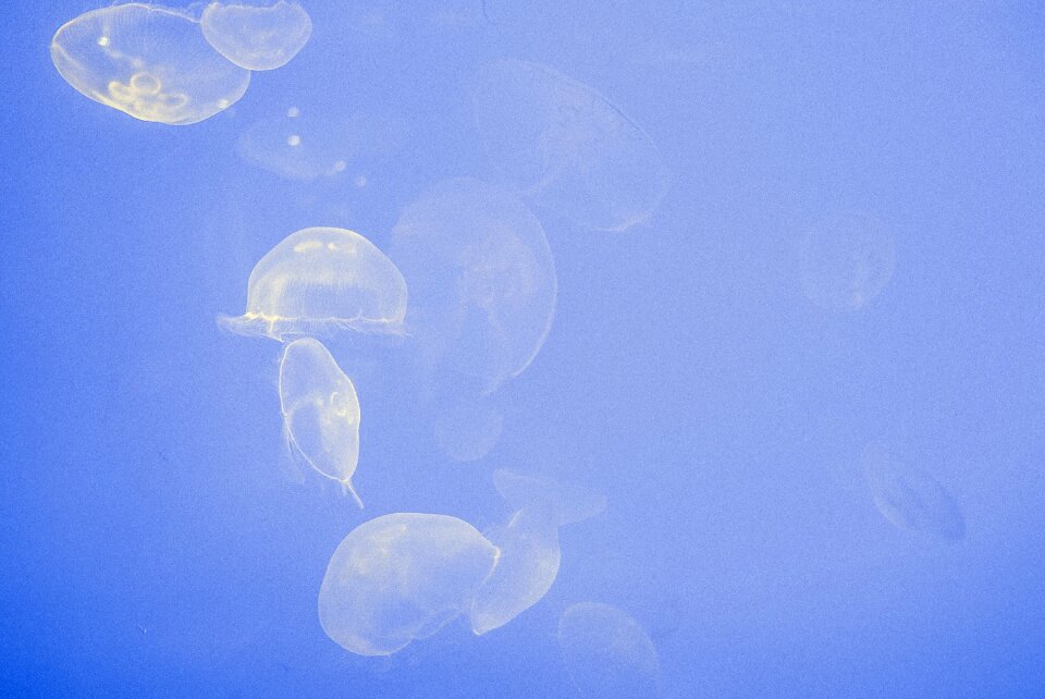 Swimming underwater water photo