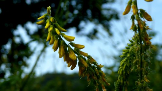 20130722Melilotus_officinalis1