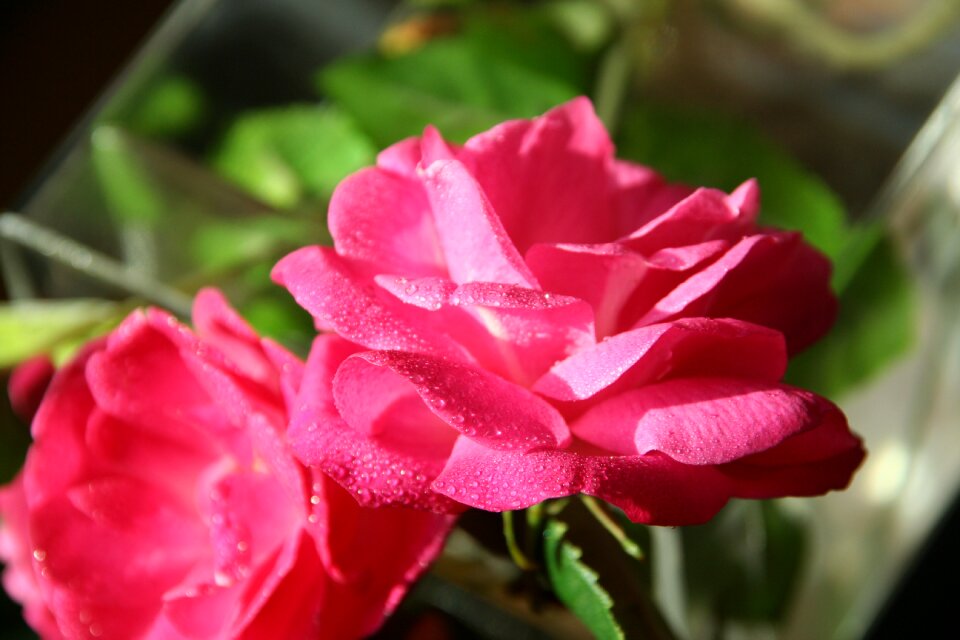 Red flowers flower arrangement flowers