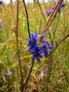 20130712Rittersporn_Reilingen6