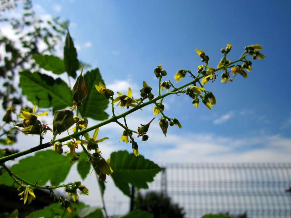 20130726Blasenbaum_Hockenheim3 photo