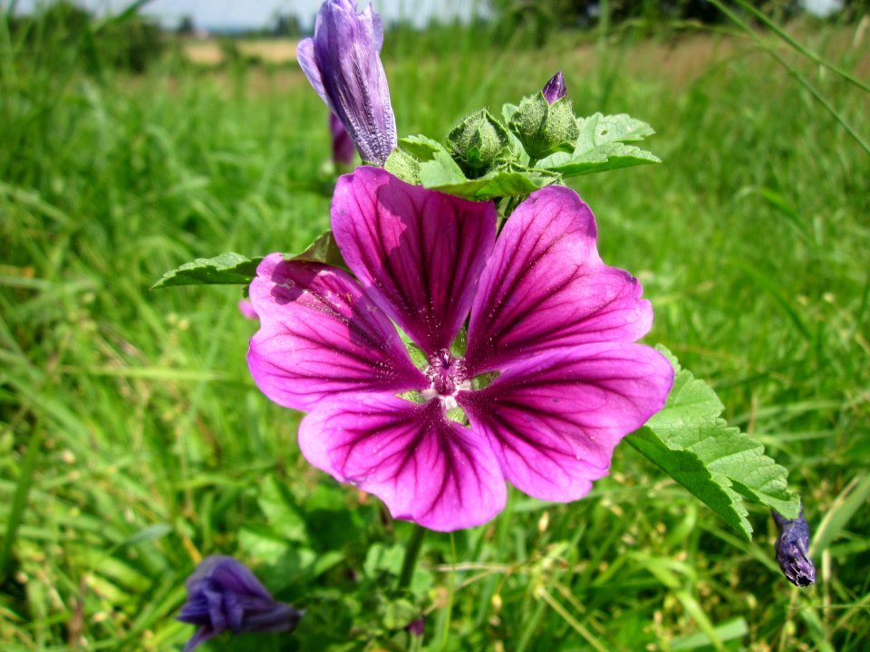 20130712Malve_Hockenheim1