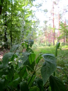 20130726Hexenkraut_Schwetzinger_Hardt2