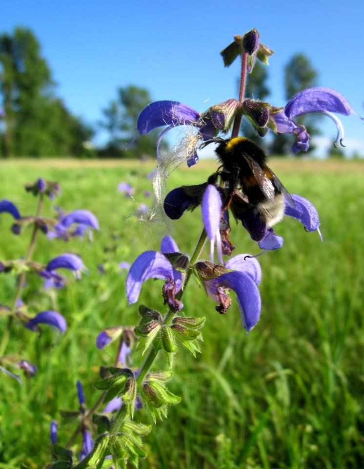 20130725Wiesensalbei_Hockenheim2
