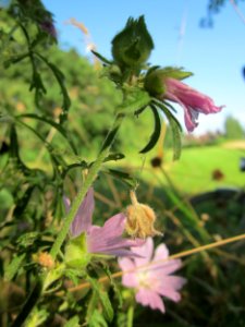 20130725Malve_Hockenheim4