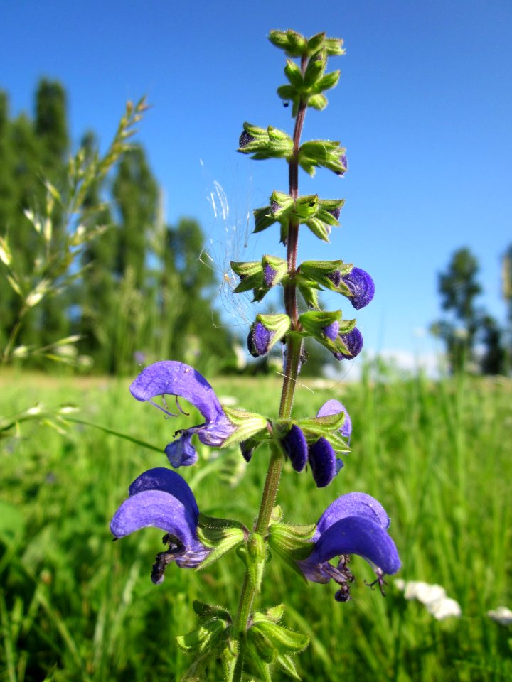 20130725Wiesensalbei_Hockenheim1