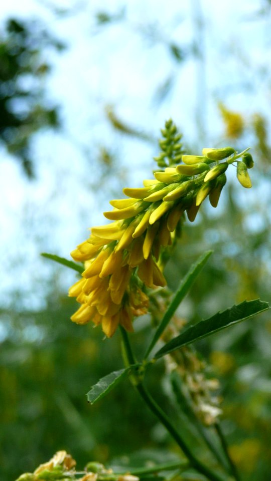 20130722Melilotus_officinalis2