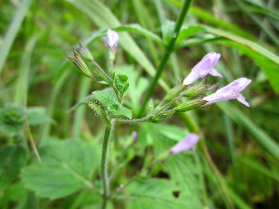 20130726Calamintha_menthifolia3