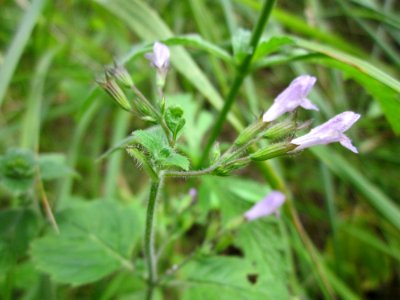 20130726Calamintha_menthifolia3
