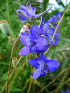 20130712Rittersporn_Reilingen8
