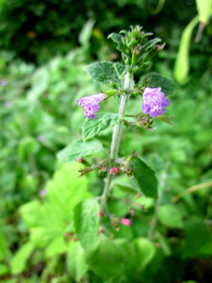 20130726Calamintha_menthifolia1