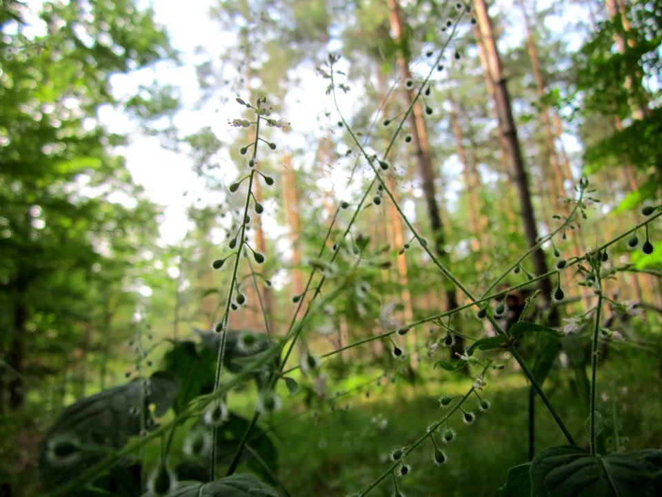 20130726Hexenkraut_Schwetzinger_Hardt3