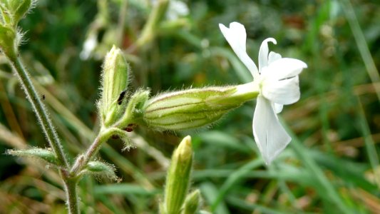 20130722Silene_latifolia2