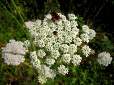 20130724Daucus_carota2