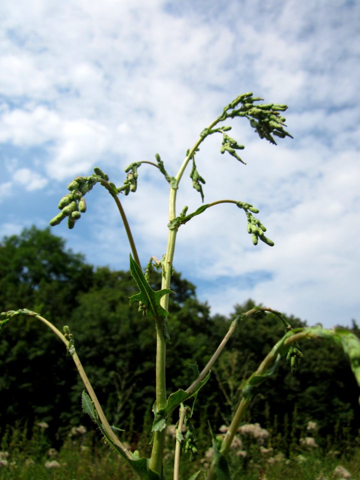 20130726Lactuca_serriola2