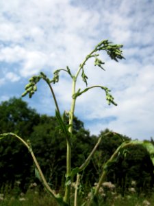 20130726Lactuca_serriola2