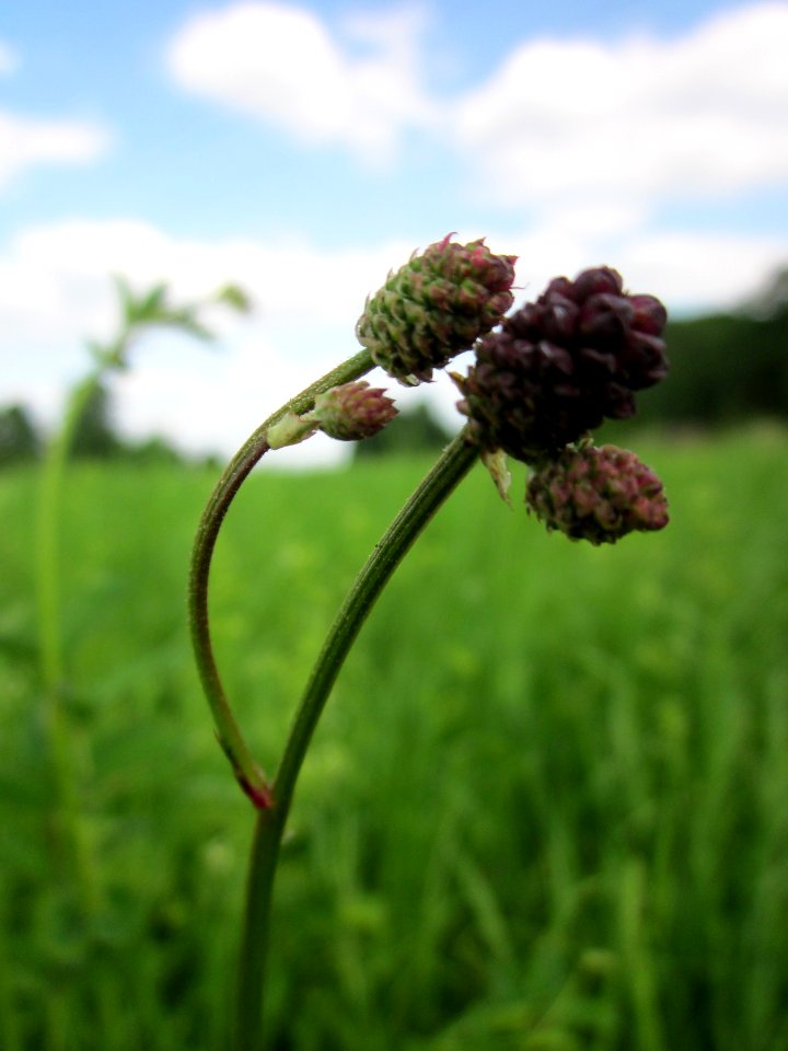 20130712Sanguisorba_officinalis3