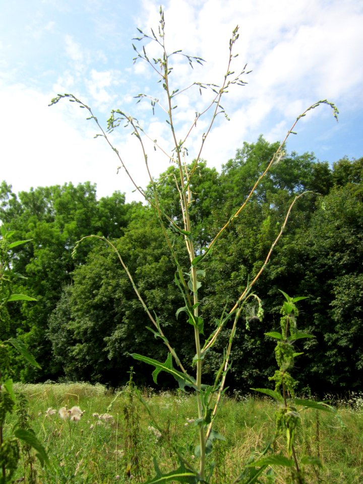 20130726Lactuca_serriola5