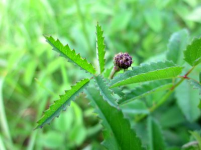 20130712Sanguisorba_officinalis4