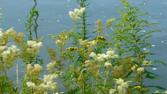 20130722Filipendula_ulmaria1 photo