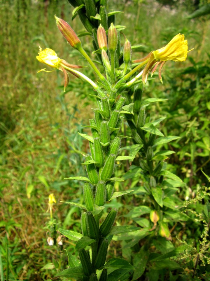 20130726Nachtkerze_Schwetzinger_Hardt3