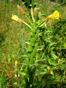 20130726Nachtkerze_Schwetzinger_Hardt3