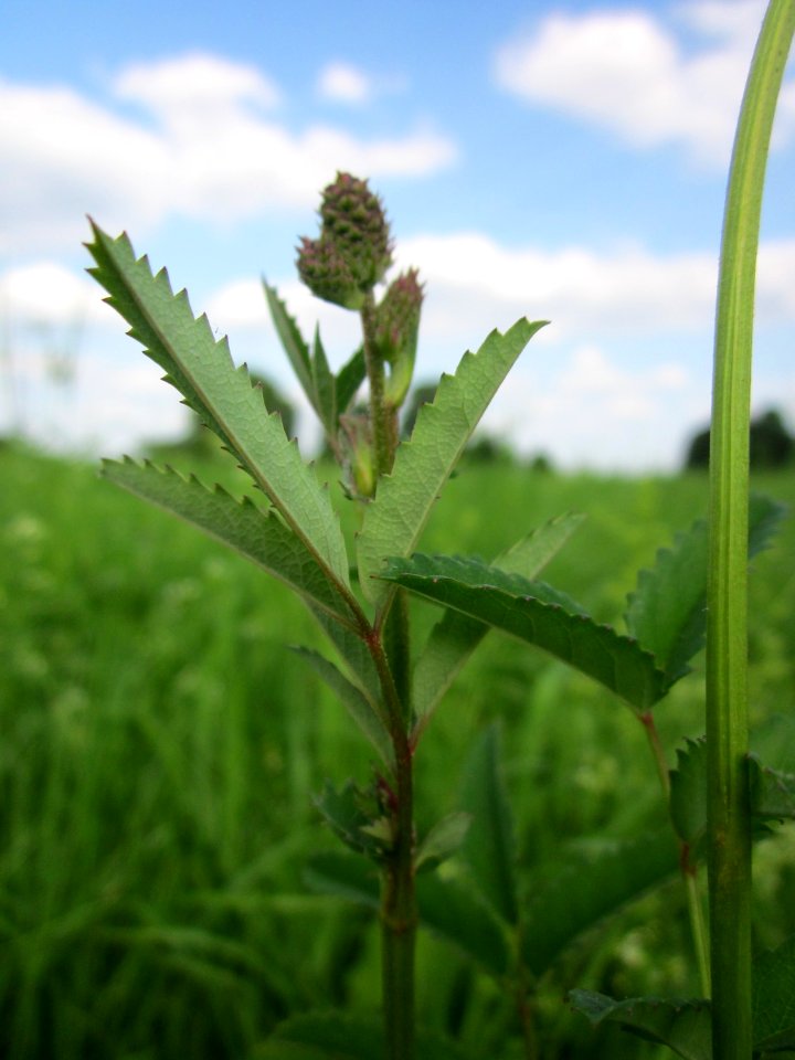 20130712Sanguisorba_officinalis2