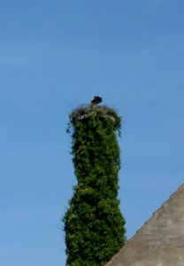20110507Storchennest_Hockenheim2