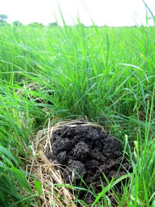 20130712Maulwurfshuegel1