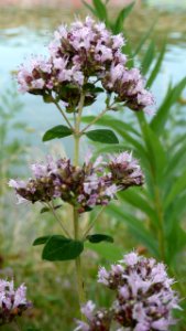 20130722Oregano_Staden