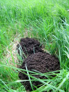 20130712Maulwurfshuegel4