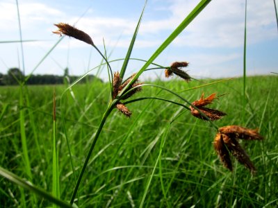 20130725Strandsimse_Hockenheim1