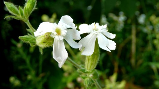 20130722Silene_latifolia1
