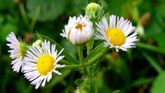 20130722Erigeron_annuus