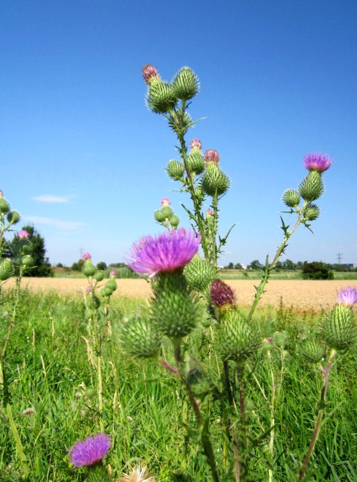 20130727Cirsium_vulgare2