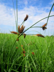 20130725Strandsimse_Hockenheim4