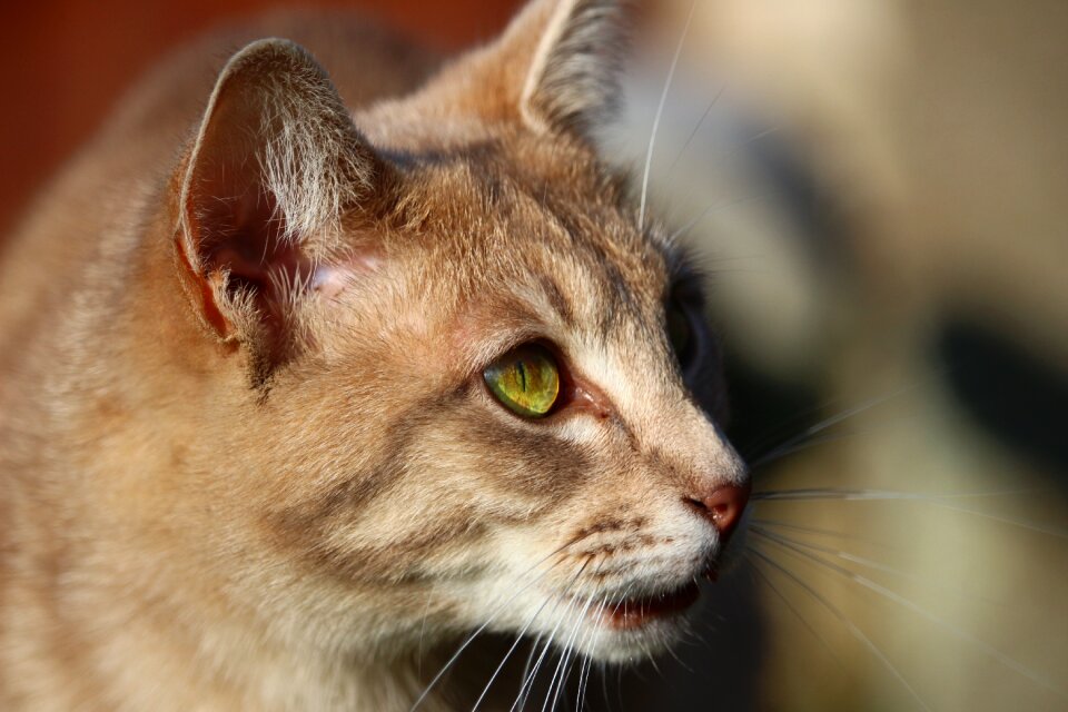 Breed cat mackerel cat's eyes