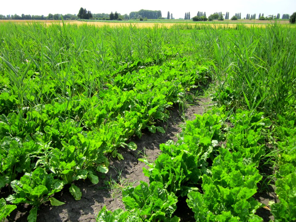 20130712Zuckerruebe_Hockenheim2