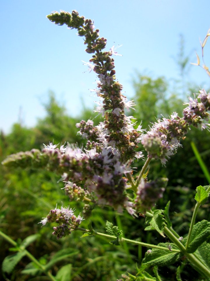 20130727Mentha_longifolia2