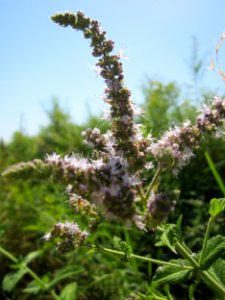 20130727Mentha_longifolia2