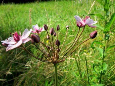 20130716Schwanenblume_Hockenheim3