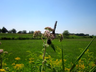 20130727Wasserdost_Hockenheim5