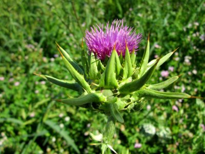 20130727Silybum_marianum6